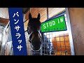 パンサラッサ スタッドイン