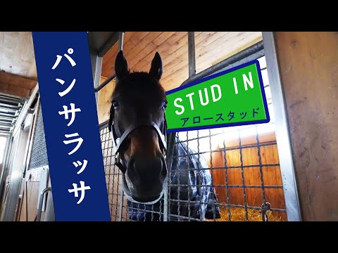パンサラッサ スタッドイン