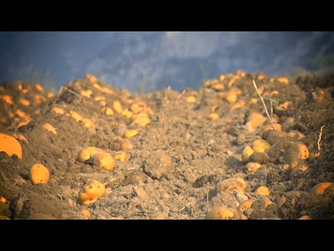 Video: Картошкага 