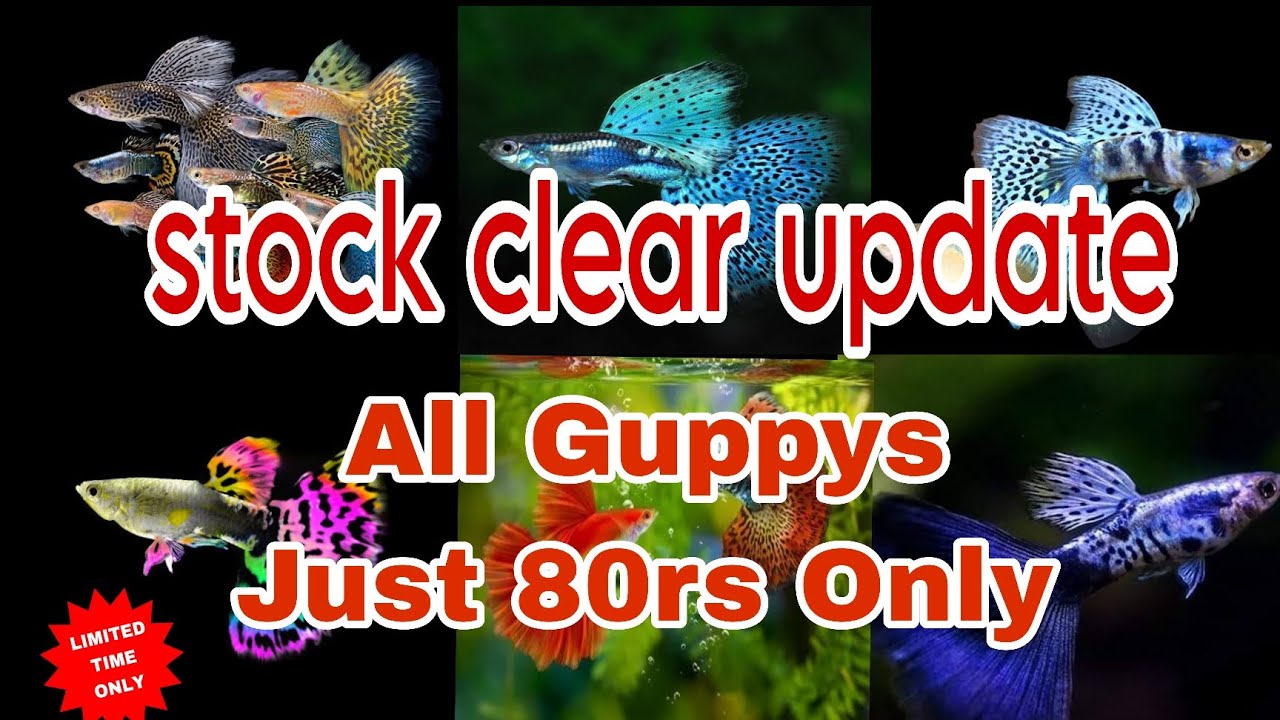 All Guppy Fish sale || Stock clear update || @MrFisher_3110 