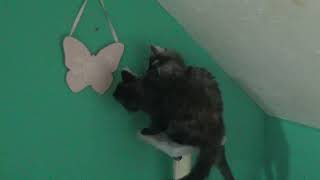 Kittens love playing with ping pong balls