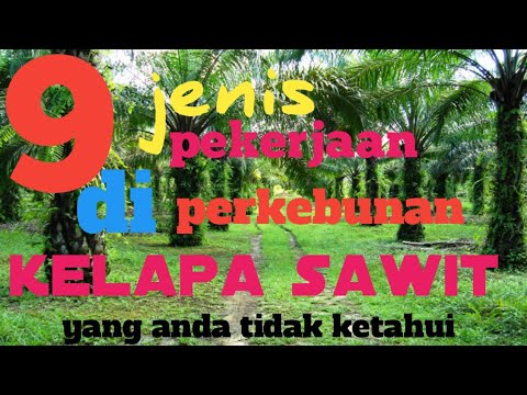 Video: Kelapa Sawit Dan Minyaknya Yang Dikritik