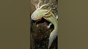 This creature is like a Dragon - animal video (Axolotl facts)