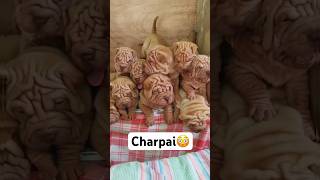 The world’s most wrinkled dog! #animals #charpai #cute #pet #fyp