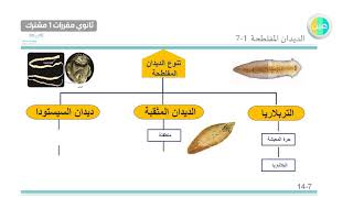 دروس عين - الديدان والرخويات الديدان الاسطوانية الديدان المفلطحة –الأحياء 1–مقررات أول ثانوي مشترك 1