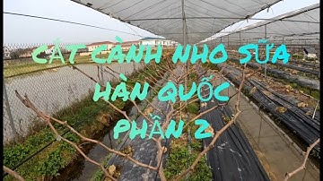 KỸ THUẬT TRỒNG NHO(Giàn chữ Y) TỪ A-Z  Phần 8: Cắt Cành cho nho ra hoa vụ xuân