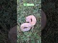 0.1 Banana #banana #sweet #bananaboat #available #cute #cutie #cutiepie #bananas #sweetish #reptiles