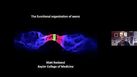 Dr Matthew Rasband  - The functional organization of axons