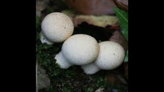lycoperdon mushroom land escape video walkthrough