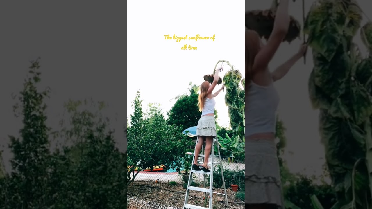 Grow a giant sunflower like this! Mammoth sunflowers are easy to grow.