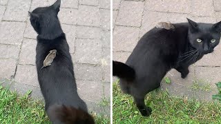 Cat discovers mouse chilling on its back #shorts