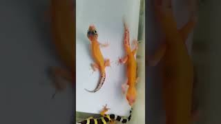 #iguana #reptiles #gecko