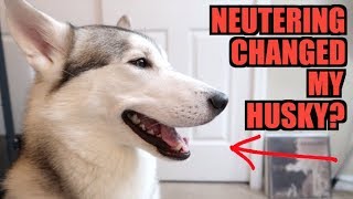 Did Neutering Change My Siberian Husky Forever?