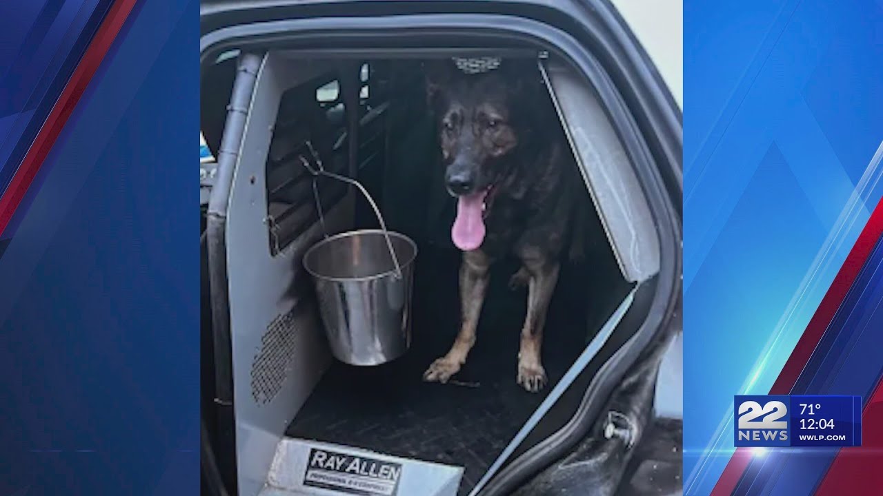 Enfield Police K-9 helped locate suspect following police chase - YouTube