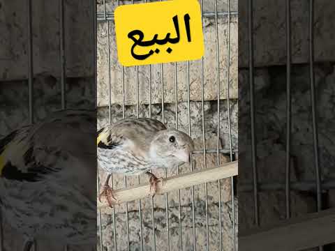 شكون يستهلو فيكم بارطاجي