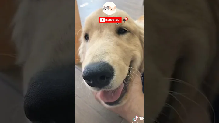 Watch the video about Golden Retriever Grooming | #goldenretriever #goldenretrievergrooming | Pet Grooming TV