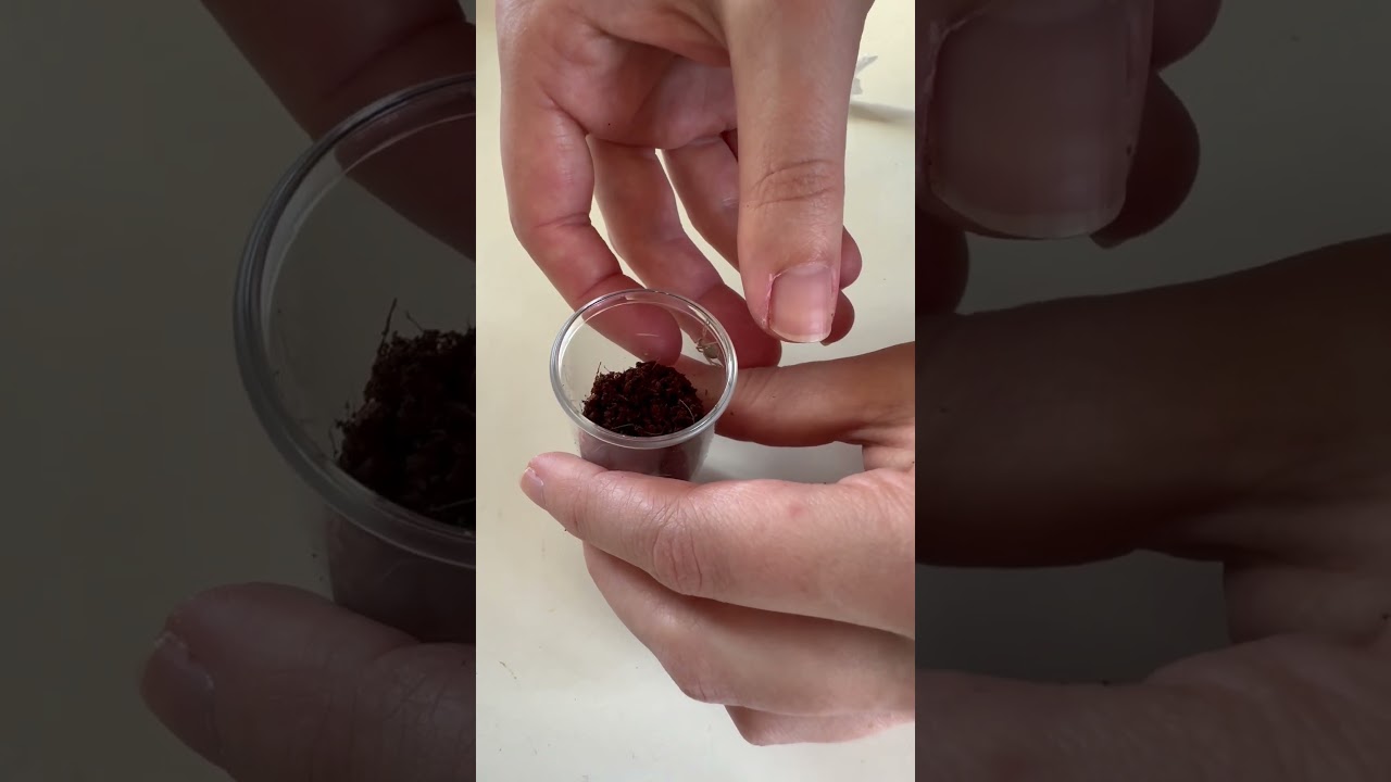 Unboxing 2 new Pseudhapalopus sp. blue slings! 