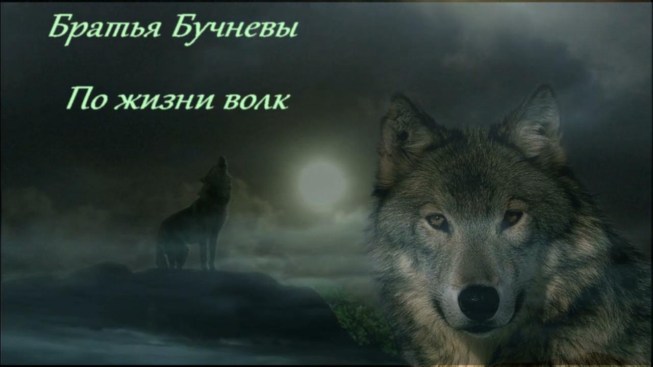 Про жизнь волков. Волк по жизни. Волк думает. С волками жить. Хорошие идеи волк.