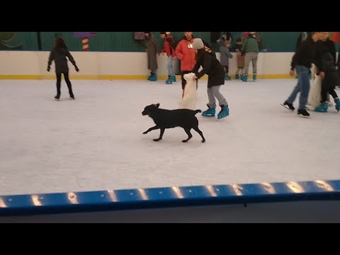 ცუგო ყინულის მოედანზე შეიპარა