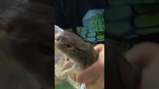 Big King Cobra Venom Extraction!!!