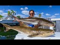 Big cobia catch clean and cook offshore fishing marco island florida