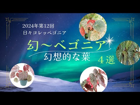 野生ベゴニアの栽培と鑑賞（中国語・英語） 野生ベゴニアの栽培