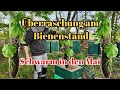 Überraschung am Bienenstand | Bienenschwarm einfangen schnell und einfach | Imkern im Mai