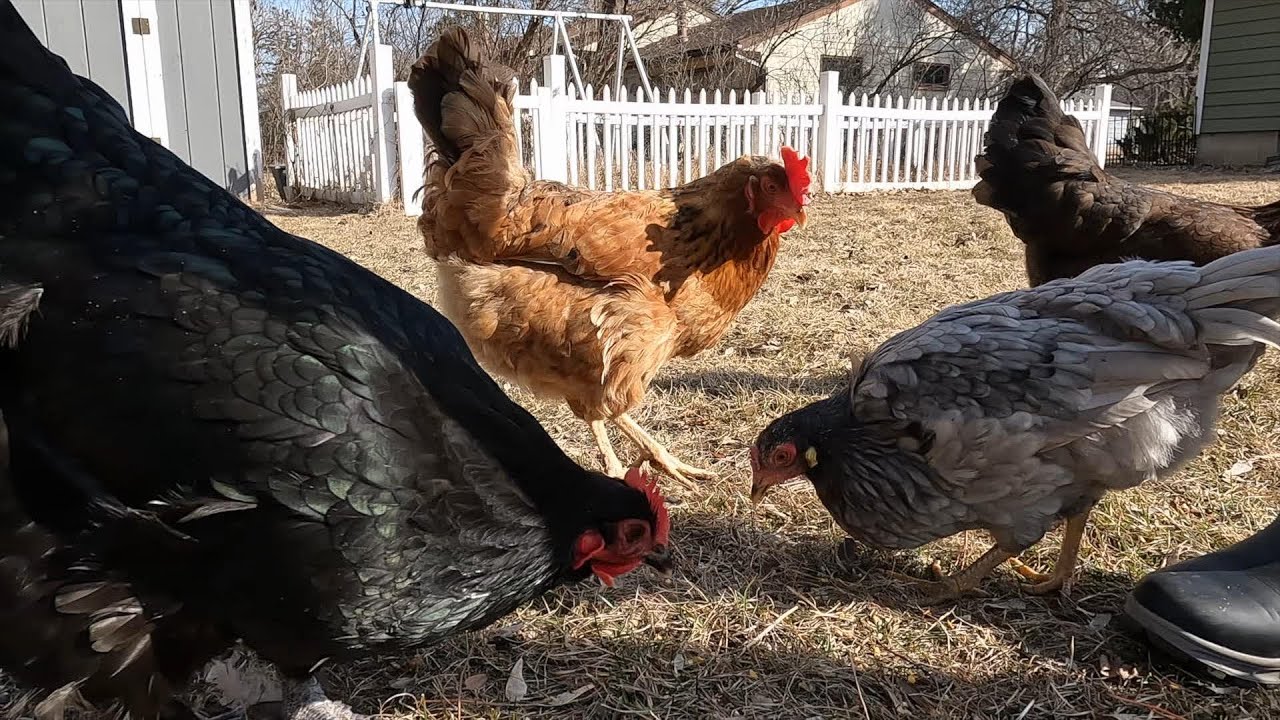 Do Raising Chickens Save Money on Eggs? Golden Valley Family Has Answer ...