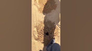 Planting process of green plants to stabilize sand dunes