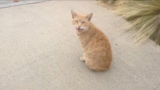 TDW 1074 - CAT ALERT ! Lost Video SD Card Footage