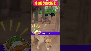 டபரா தலையன் பேச்ச கேப்ப?! Elephant comedy #shorts #shortsfeed #elephantcomedy
