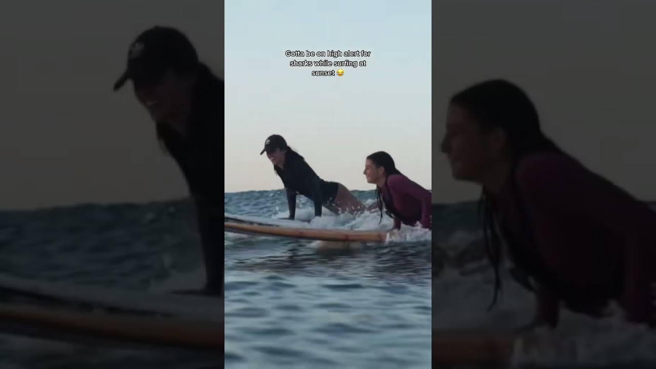 Shark Alert | Emily Zeck | Soul Arch Surf Club 