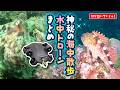 神秘の海中散歩!水中ドローンまとめ