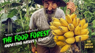 THE FOOD FOREST  Harvesting Nature`s Bounty