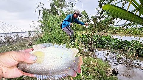 Đi cắm 70 cây cần câu vào con kênh này không ngờ dính toàn cá rô khủng