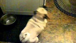 Zoe The Pug  Spins!