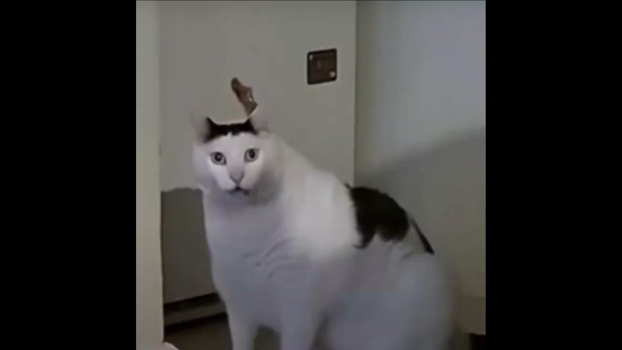 Мем с котом huh