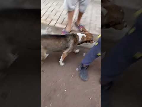 كلب بلدي يلهو بالشبشب 