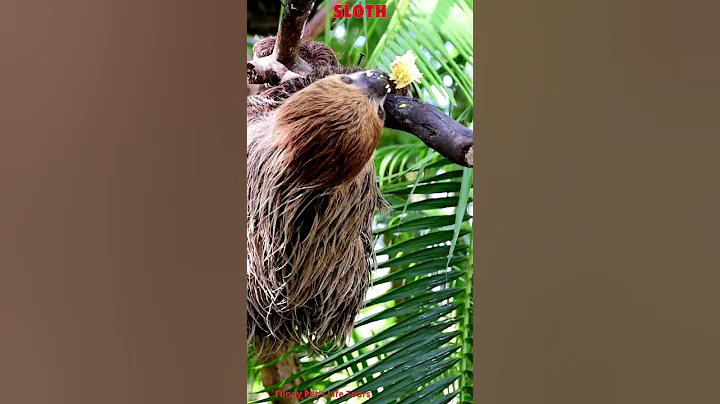 The Extreme Life Of A Sloth - Three-toed Sloth: The Slowest Mammal On Earth - What Does A Sloth Say?