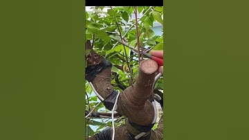 Hoe de takken van een sterfruitboom 15 dagen na het snoeien van de takken te snoeien