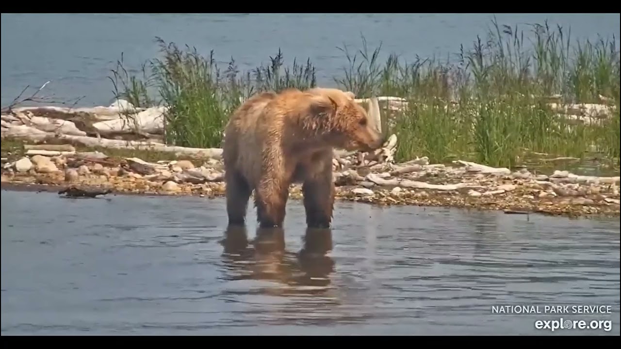 Bear 610 Relaxing ASMR 7 22 23