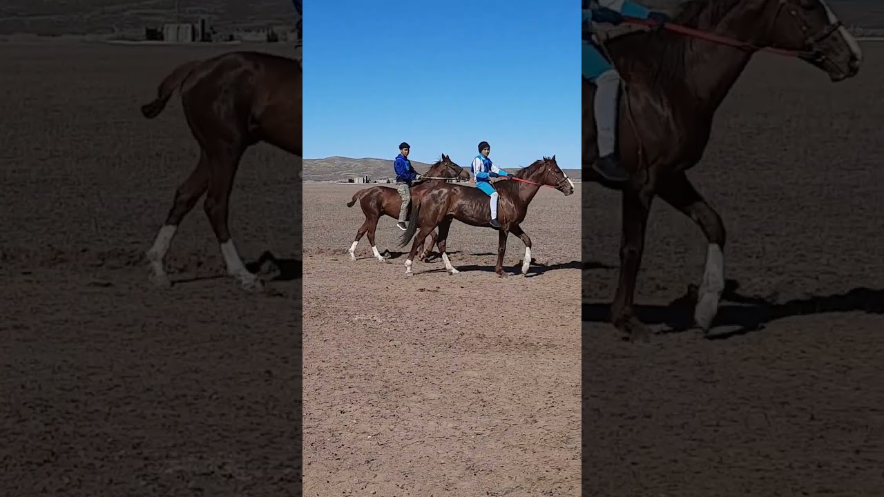 Сәуле ауылы.тай жарыс.топ бәйге