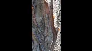 Cicada17yr 20140616 03