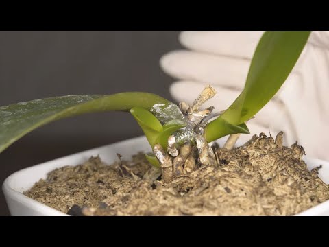 Video: Uyda Phalaenopsis: Pedunkulani Olib Tashlash Kerakmi?