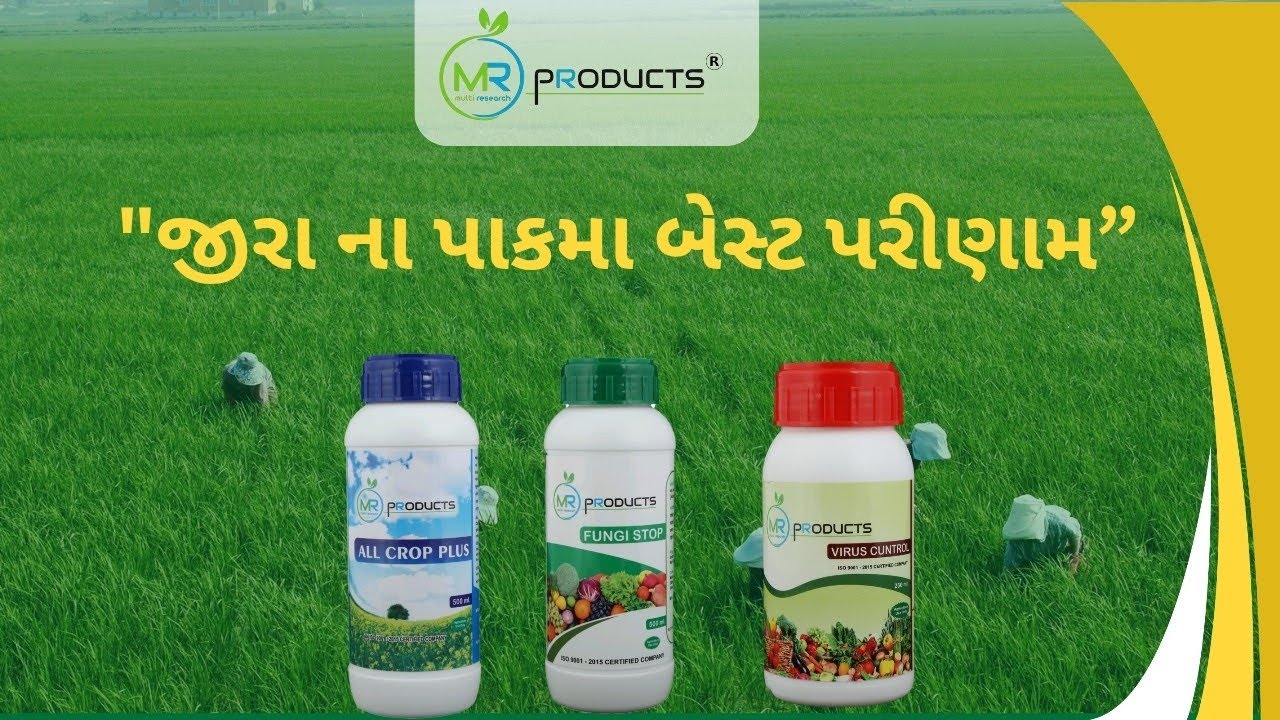 જીરા ના પાકમાં મેજોરદાર પરિણામ 🔥🌿ઓછો ખર્ચ – વધારે ઉપજ – ખેતરમાં ખુશી જ ખુશી! 🚜✨#જીરા #કૃષિપ્રગતિ 