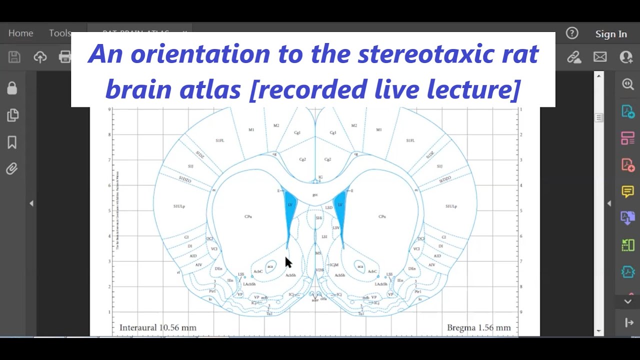 The Rat Brain Atlas - An Orientation [recorded live lecture]