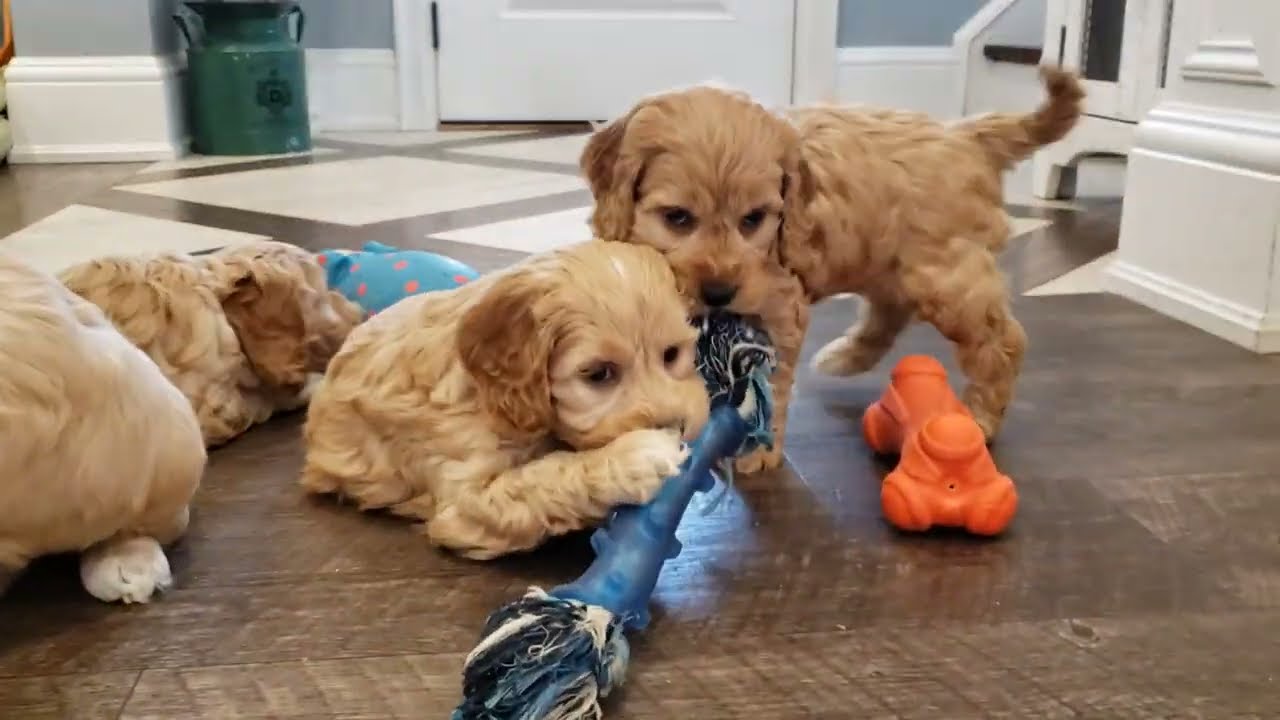 F1 Cockapoo Puppies! GORGEOUS!!!