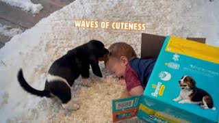 Toddler Plays With Basset Hound Puppy 🐶 | PAWSOME PETS