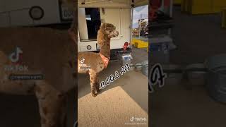 Llama drama