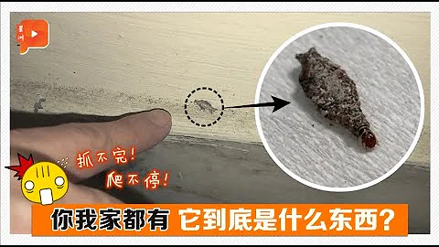 扫除衣蛾大作战 怎么抓都抓不完？ - 天天要闻